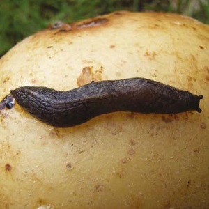 The keeled slug on a potato